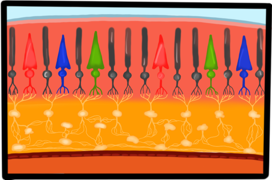 An artistic rendering of a close-up of the back of the eye illustrating the rods (black) and cones (triangles colored by type). image credit Jack Hegarty